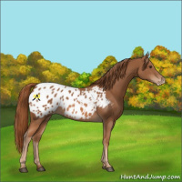 Horse Color:Chestnut Frame Appaloosa 