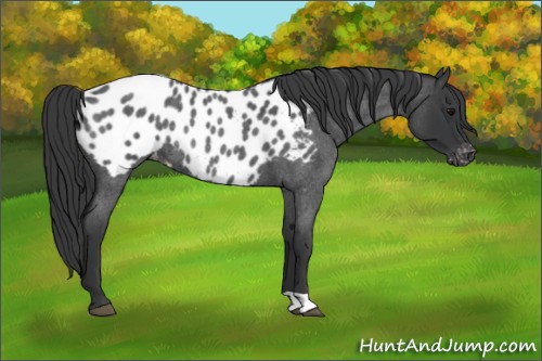 Horse Color:Blue Roan Appaloosa Rabicano