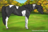 Horse Color:Black Tobiano 