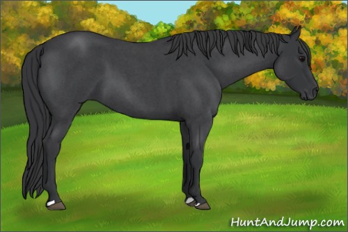 Horse Color:Blue Roan 
