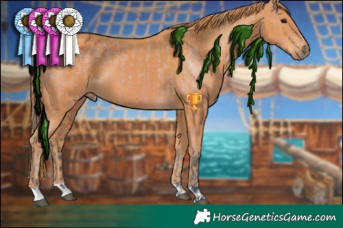 Horse Color:Bay Appaloosa  and Chestnut 