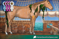 Horse Color:Bay Appaloosa  and Chestnut 