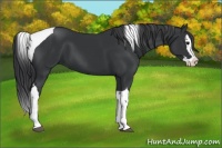 Horse Color:Black Splash Tobiano 