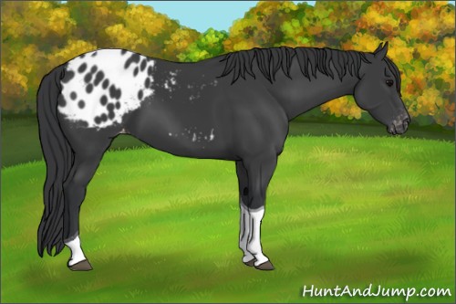 Horse Color:Black Tobiano Appaloosa