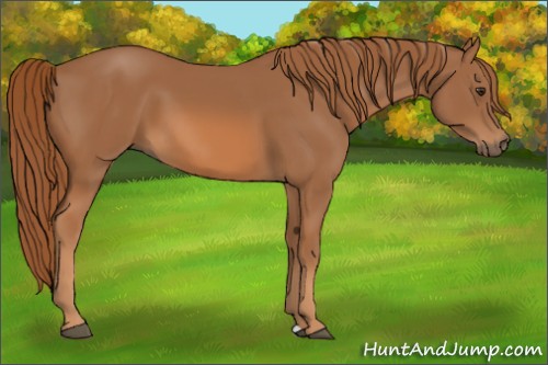 Horse Color:Chestnut 