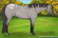 Horse Color:Grullo Roan Appaloosa 