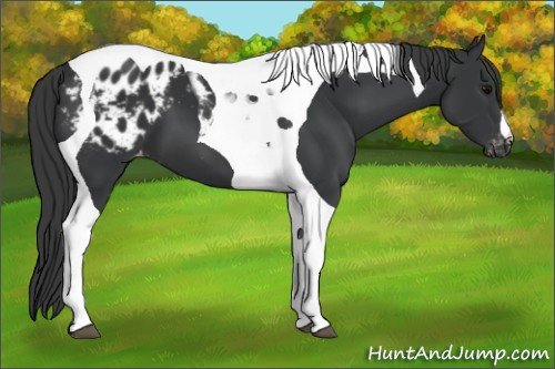 Horse Color:Black Tobiano Appaloosa