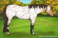 Horse Color:Bay Roan Dun Near Leopard 