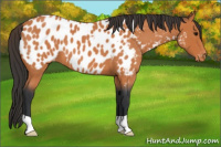 Horse Color:Bay Roan Appaloosa 