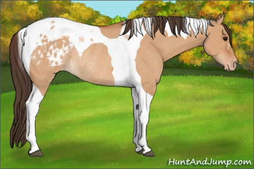 Horse Color:Bay Dun Tobiano Appaloosa Rabicano 