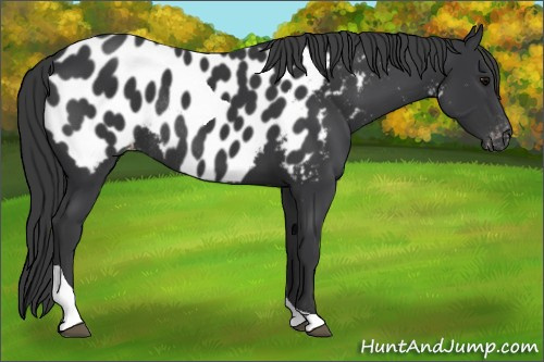 Horse Color:Black Tobiano Appaloosa Rabicano 