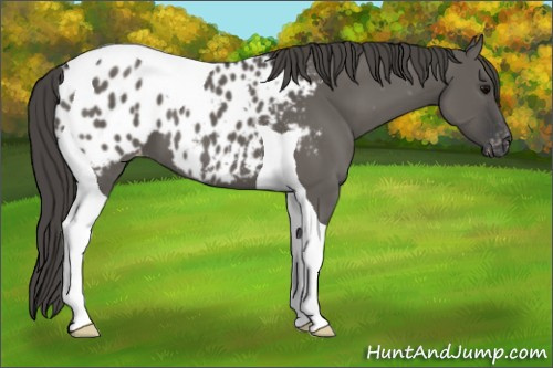 Horse Color:Grullo Tobiano Appaloosa