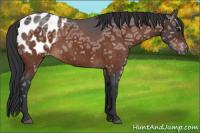 Horse Color:Brown Ice Roan Appaloosa 