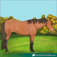 Horse Color:Bay Appaloosa 