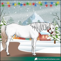 Horse Color:Red Roan Splash Appaloosa
