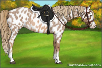 Horse Color:Red Roan Splash Appaloosa