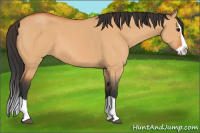 Horse Color:Bay Dun Splash 
