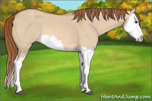 Horse Color:Red Dun Splash 