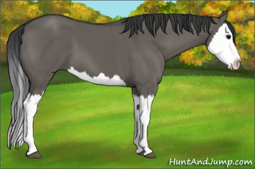 Horse Color:Grullo Splash