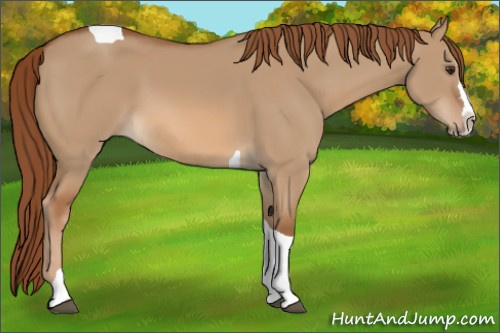 Horse Color:Red Dun Splash Tobiano 