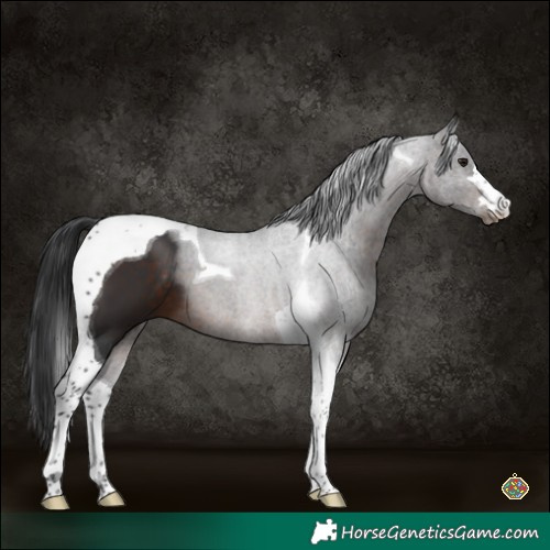 Horse Color:Brown Tobiano 