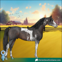 Horse Color:Brown Sabino Tobiano