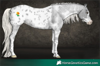 Horse Color:Liver Red Roan Mushroom Sabino Appaloosa 