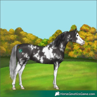 Horse Color:White Spotted Smoky Black Splash 