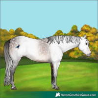 Horse Color:Gray Bay Sabino