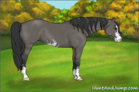 Horse Color:Grullo Sabino