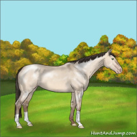 Horse Color:Sable Champagne Dun 