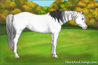 Horse Color:Brown Dun Sabino 