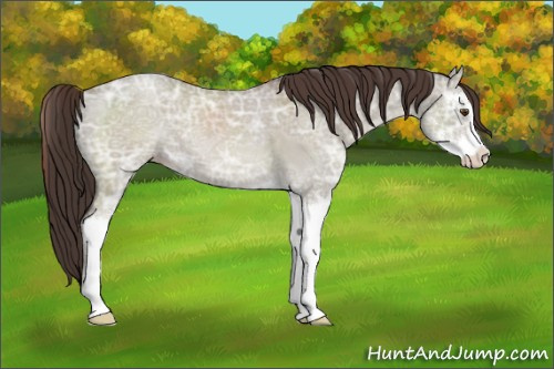 Horse Color:Classic Champagne Ice Dun Sabino