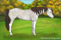 Horse Color:Classic Champagne Ice Dun Sabino