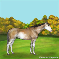 Horse Color:Buckskin Dun Sabino Rabicano
