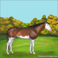Horse Color:Brown Splash