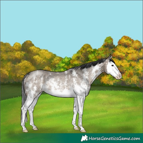 Horse Color:Brown Dun Sabino Splash Rabicano 
