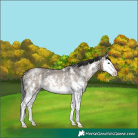 Horse Color:Brown Dun Sabino Splash Rabicano 