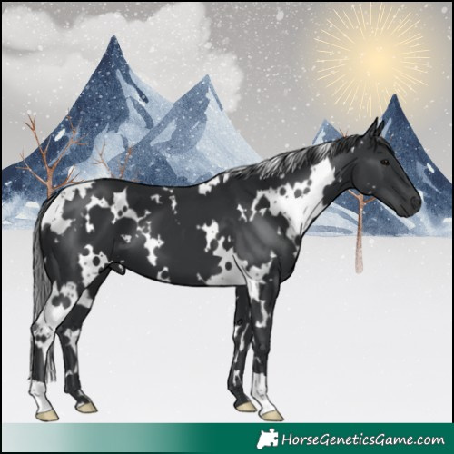 Horse Color:White Spotted Black 