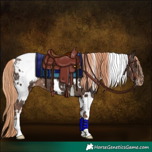 Horse Color:White Spotted Liver Chestnut Blanket