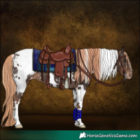 Horse Color:White Spotted Liver Chestnut Blanket