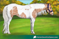 Horse Color:Silver Bay Ice Tobiano