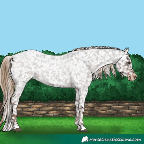 Horse Color:Liver Red Roan Snowflake Varnish