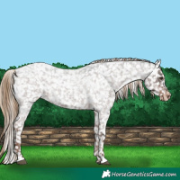 Horse Color:Liver Red Roan Appaloosa 