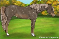 Horse Color:Chocolate Palomino Roan Appaloosa 