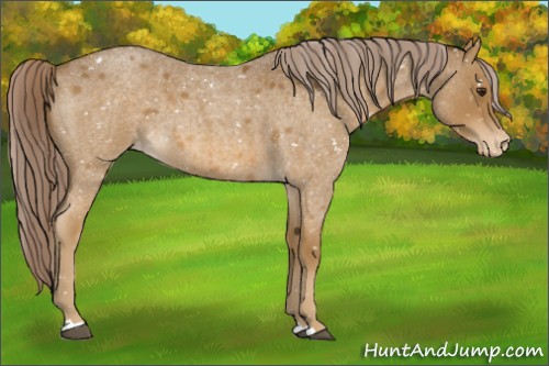 Horse Color:Chocolate Palomino Roan Appaloosa 