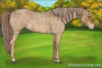 Horse Color:Chocolate Palomino Roan Appaloosa 