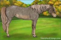 Horse Color:Chocolate Palomino Roan Appaloosa