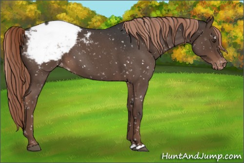 Horse Color:Liver Red Roan Snowcap
