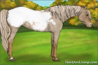 Horse Color:Chocolate Palomino Roan Snowcap 